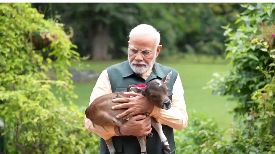 Alt Name: ప్రధాని నరేంద్ర మోడీ, కొత్త దూడ, ప్రత్యేక పూజ, दीप ज्योति