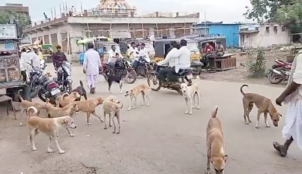 Alt Name: Street_Dogs_Tanoor_Public_Safety