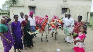 Polala Amavasya Celebrations in Mudhol with Decorated Basavannas







