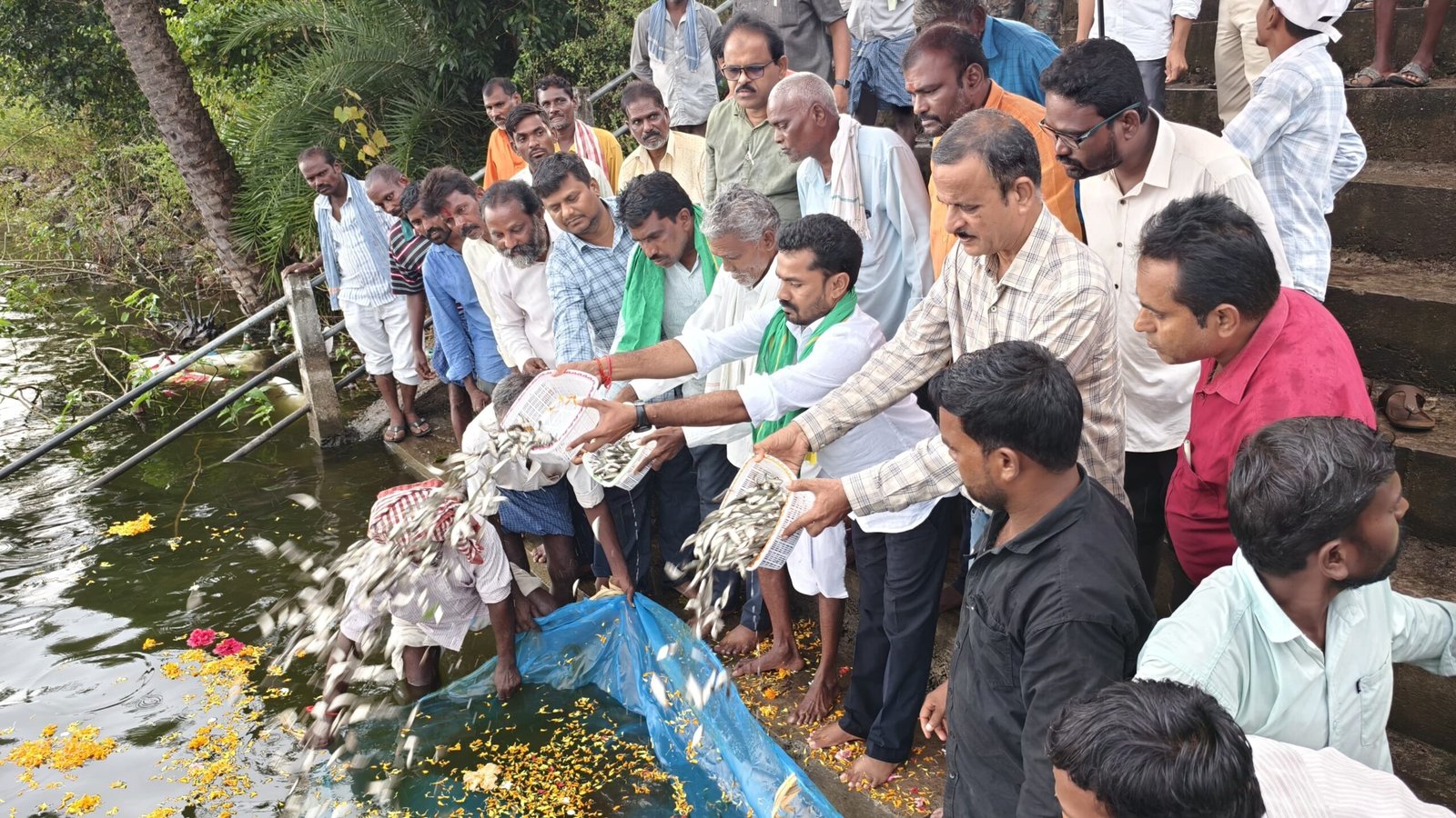 మ్మెల్యే వెడ్మ బొజ్జు పటేల్ గోపయ్య చెరువులో చేప పిల్లలను విడుదల