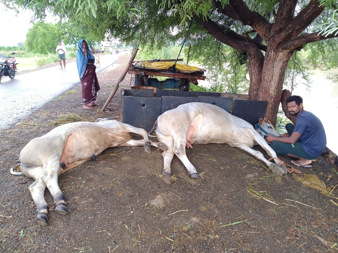 పిడుగు పాటుకు ఆవు కోడెదూడ మృతి