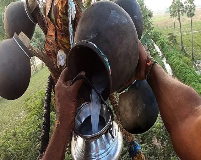 Health Benefits of Palm Wine