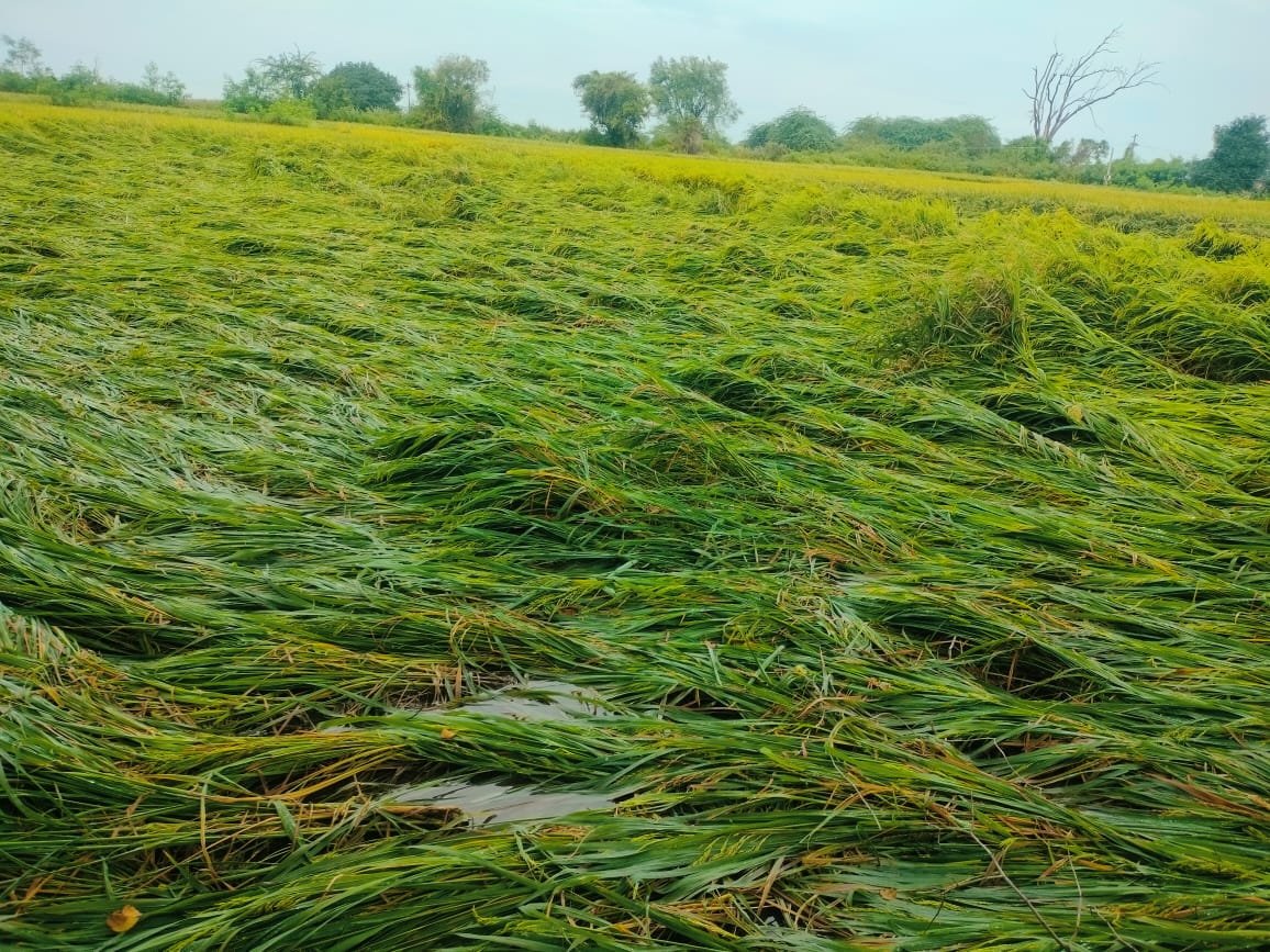 ముధోల్ వరి పంట భారీ వర్షానికి దెబ్బతింది