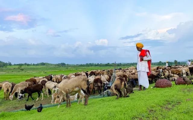 Loan and Subsidy Opportunity for Livestock Farmers