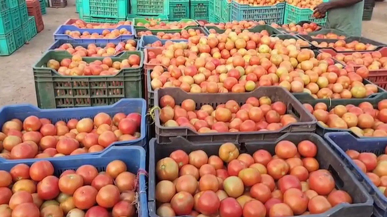 Kurnool Farmers Selling Tomatoes for Rs 1