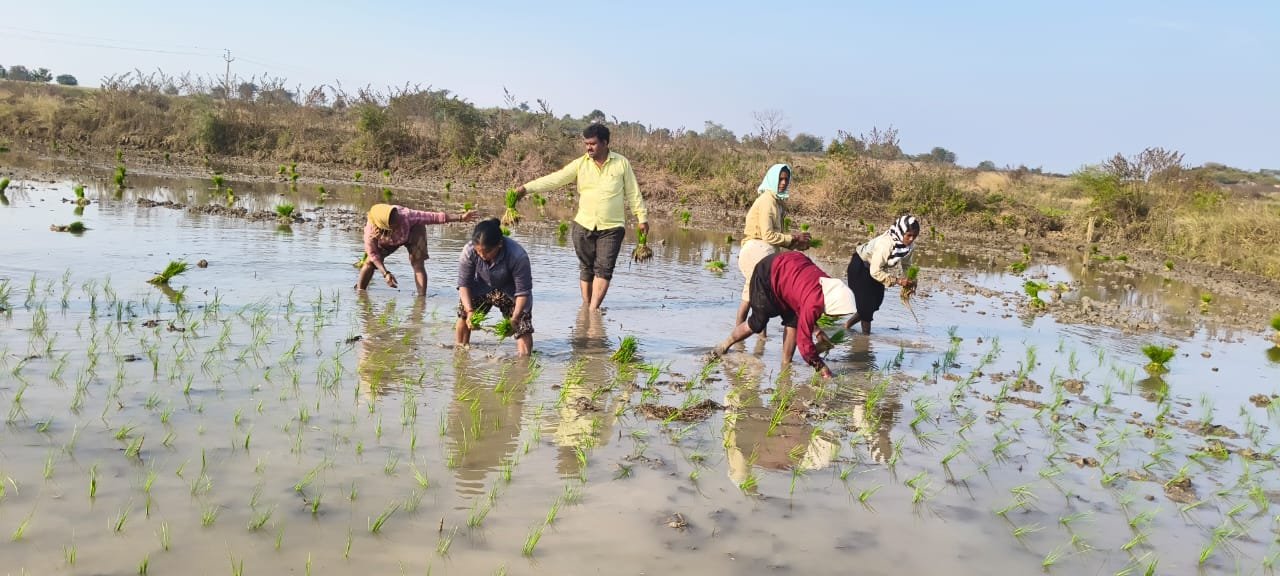 వలస కూలీలు వరి నాట్లు వేస్తున్న దృశ్యం