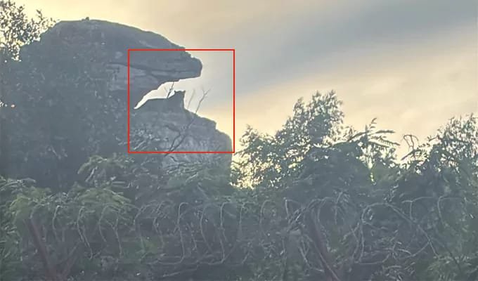 తిరుమలలో చిరుత సంచారం – భక్తుల భయం