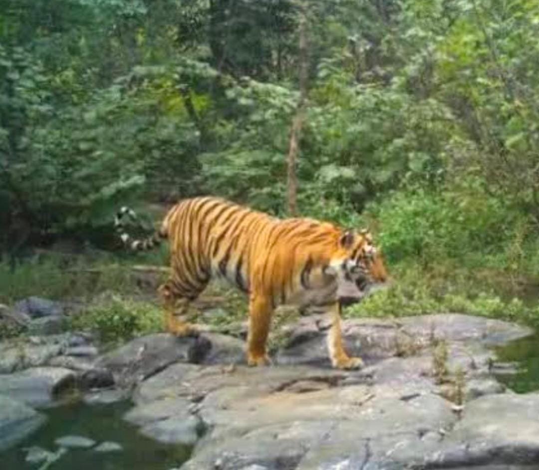 Tiger_Sighting_Mahadevpur_Forest_Bhupalpally