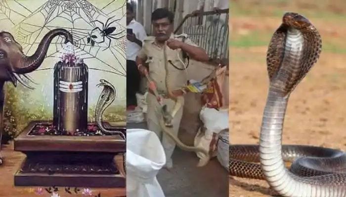 శ్రీకాళహస్తిశ్వర ఆలయంలో సర్పపూజలు చేస్తుండగా ప్రత్యక్షమైన భారీ నాగుపాము..