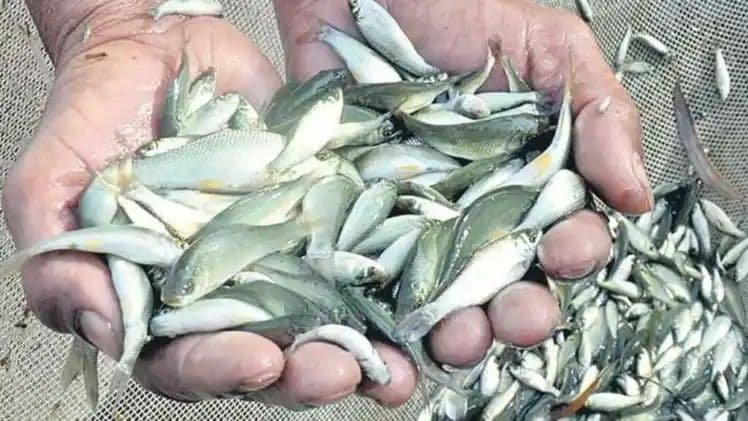 చేపపిల్లల పంపిణీ ఉందా.. లేదా?