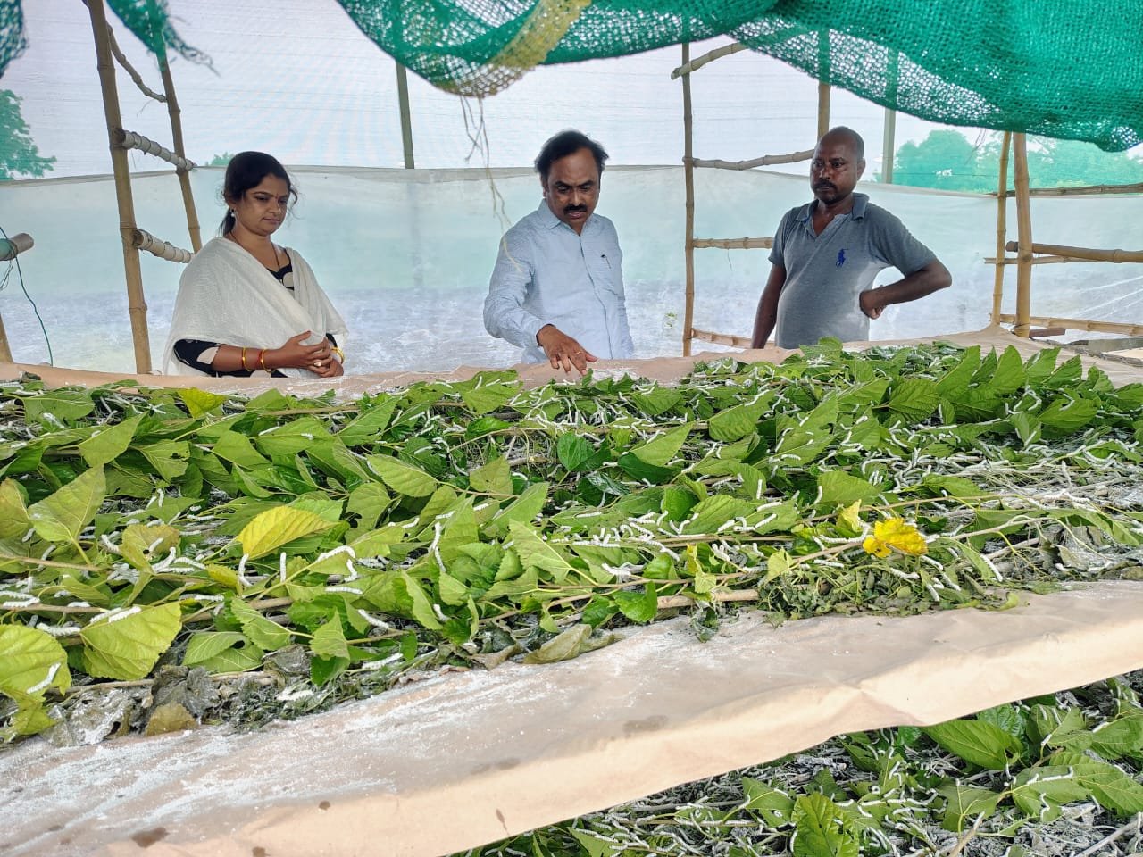 తాండ్ర గ్రామంలో పట్టు పురుగుల షెడ్‌ను పరిశీలించిన జిల్లా అధికారులు